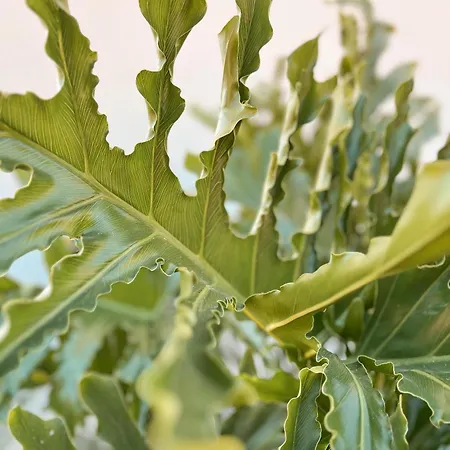 Katana Lejlighedshotel 3*