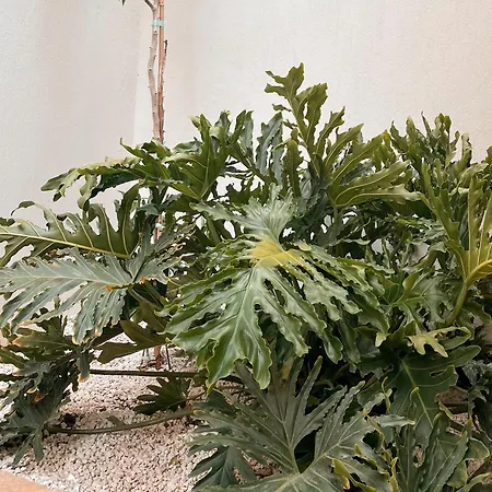 Lejlighedshotel Katana Kaş